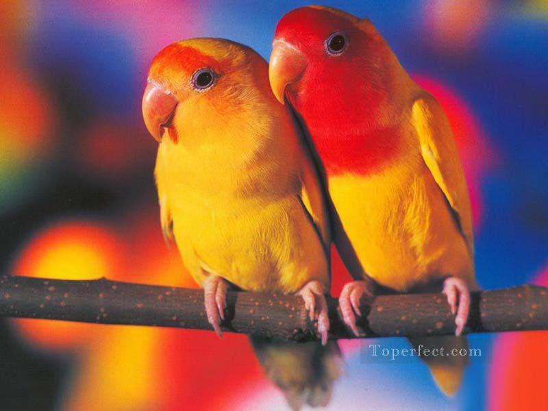 Papel de Parede Periquitos birds Oil Paintings